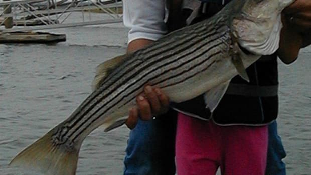 catch-striped-bass-using-a-drifting-bait-technique