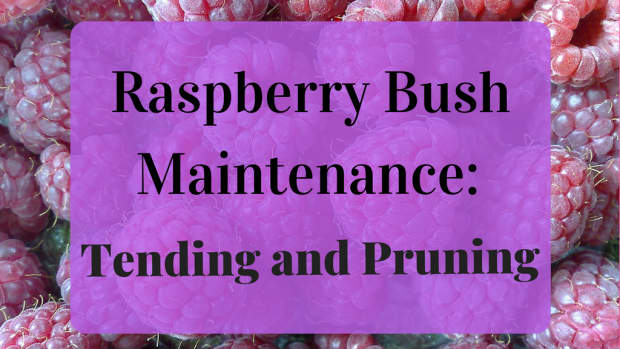 pruning-raspberries-