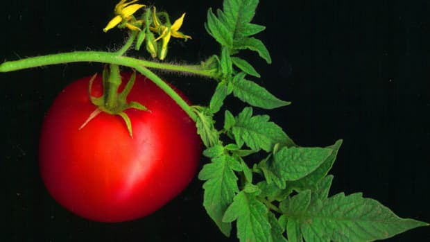 best-way-to-support-tomato-plants-in-your-vegetable-garden