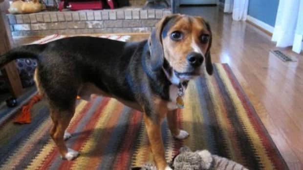 toys-for-beagles-great-beagle-gifts