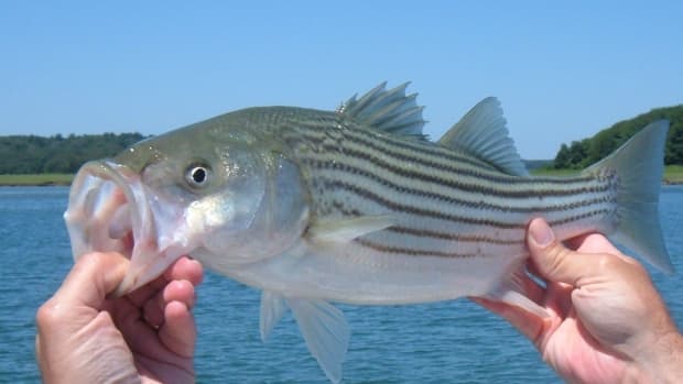 Catching Striped Bass With Sandworms - SkyAboveUs