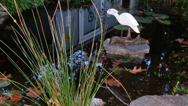 how-to-prepare-garden-pond-for-winter