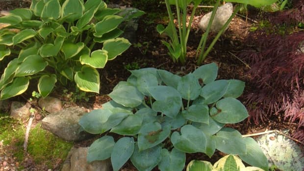 growing-and-dividing-hosta-plants