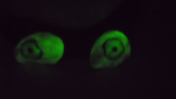 how-to-make-glowing-eyes-for-halloween