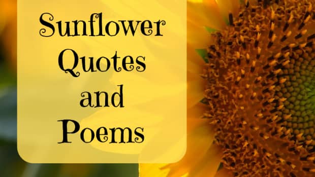 sunflower-quotes