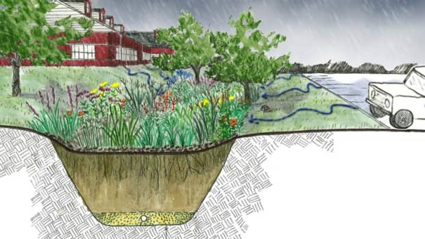 rain-gardens-complement-climate-victory-gardens