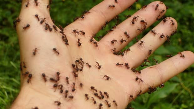 30-easy-diy-ways-to-get-rid-of-ants-at-home-and-garden-fast