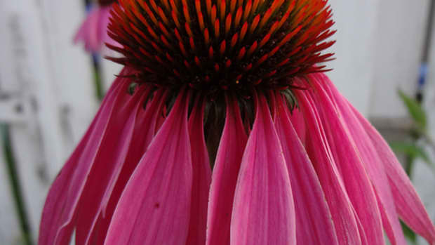 plant-spotlight-coneflower-echinacea-purpurea
