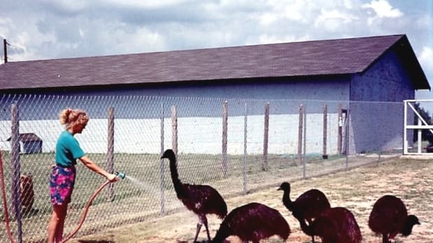 the-pros-and-cons-of-emu-farming