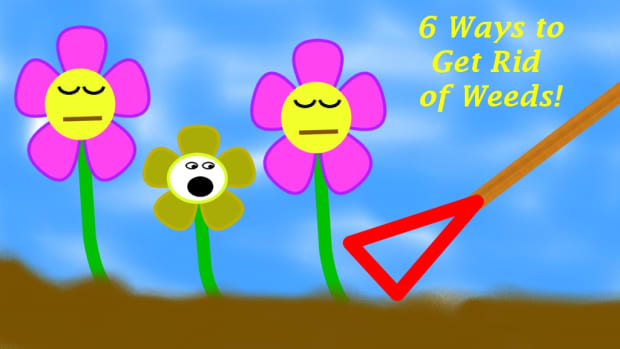 5-ways-to-kill-weeds-in-your-garden