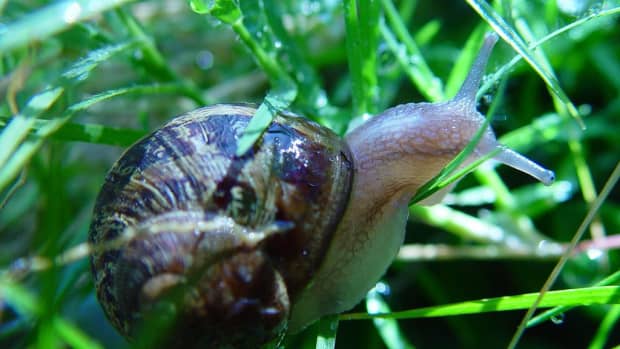 Wild About Illinois Land Snails and Slugs!