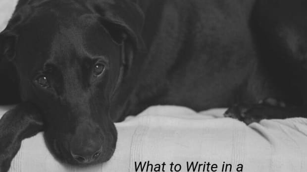 get-well-wishes-for-a-pet