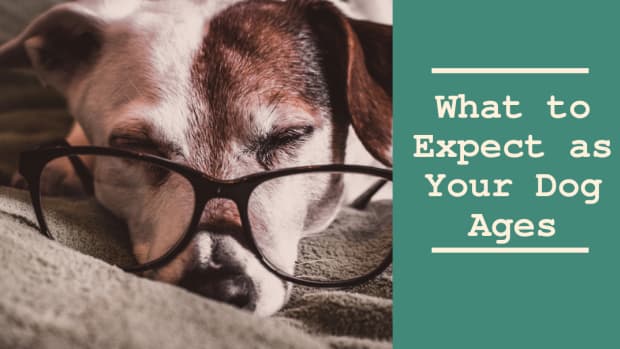 senior-dogs-what-to-expect-as-your-dog-ages