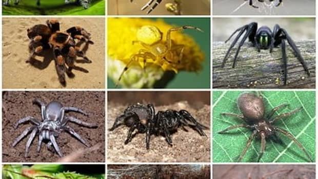 amazing-facts-about-spiders