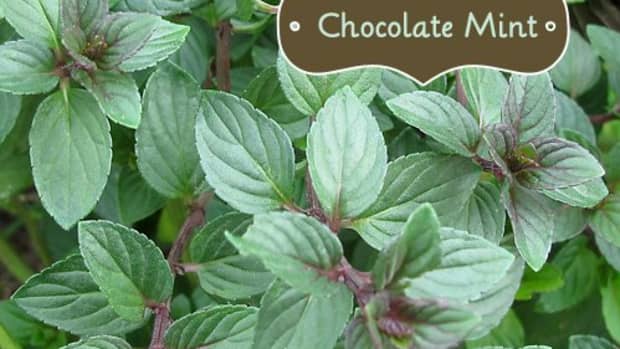 Mint Varieties: From Chocolate Mint to Peppermint - Delishably