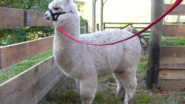 alpaca-fiber-llama-fiber-sheep-fiber-or-wool-how-are-they-different