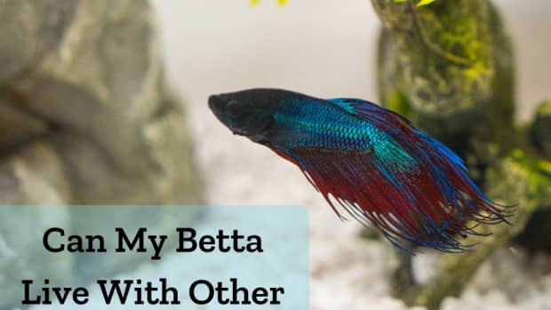tankmates-for-bettas-and-betta-fish-in-a-community-tank