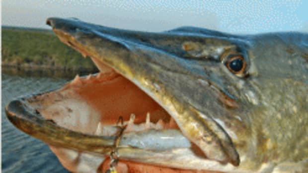 dead-baiting-for-monster-northern-pike