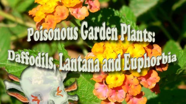 poisonous_garden_plants_daffodil_lantana_euphorbia