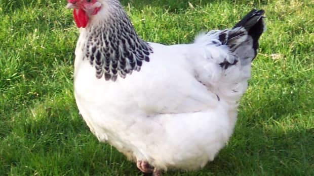 the-top-10-dual-purpose-chicken-breeds