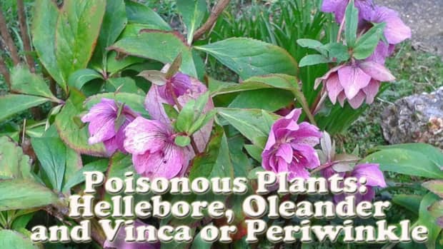 poisonous-plants-hellebore-oleander-periwinkle