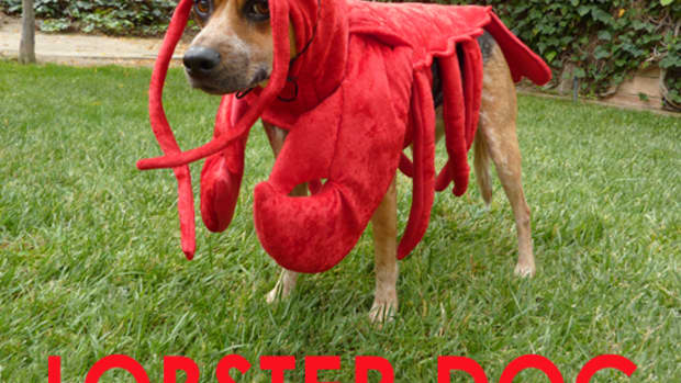 how-to-make-a-lobster-costume-for-your-dog
