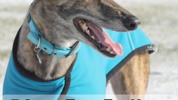 5-dog-toy-gifts-for-greyhounds