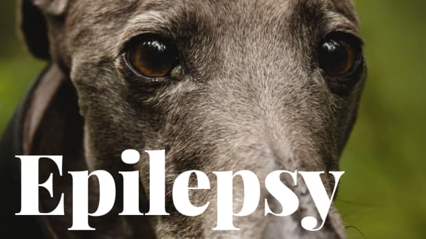greyhound-epilepsy-seizures