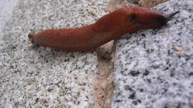 how-to-get-rid-of-slugs-in-your-house