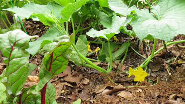 top-10-sustainable-gardening-methods