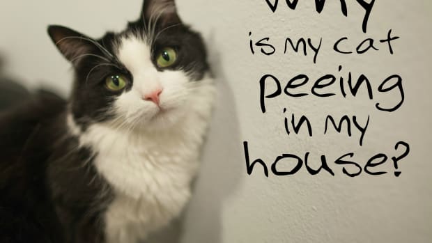 why-is-my-cat-peeing-in-the-house