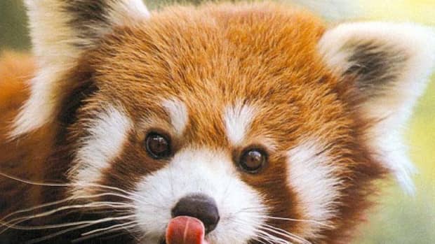 top-ten-cutest-japanese-wild-animals