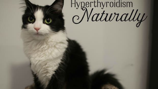 natural-treatment-for-hyperthyroidism-in-cats