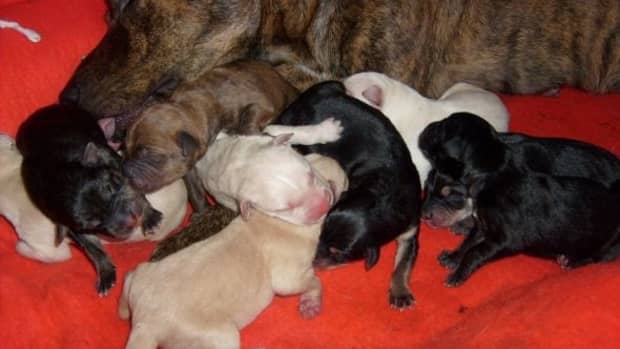 pit-bull-puppies-from-birth-to-six-weeks