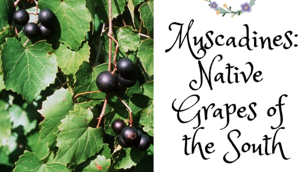 muscadines_native_grapes_south