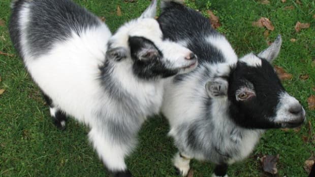 do_pygmy_goats_make_good_pets