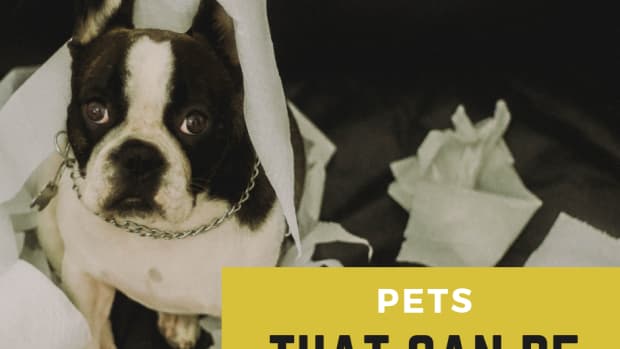 pets_that_can_be_housetrained