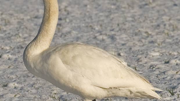 the-complete-guide-to-british-birds-swans-and-geese