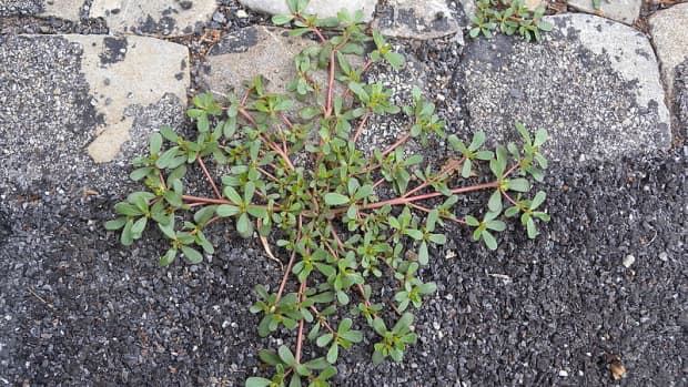 how-to-grow-purslane-an-edible-weed
