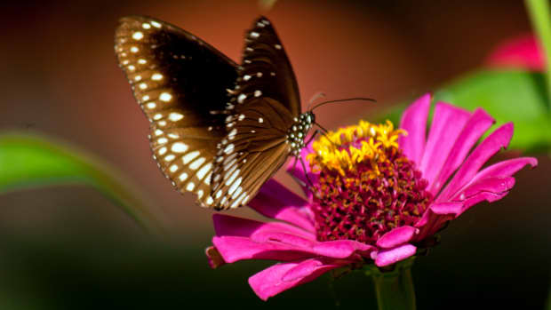 what-kind-of-flowers-attract-butterflies