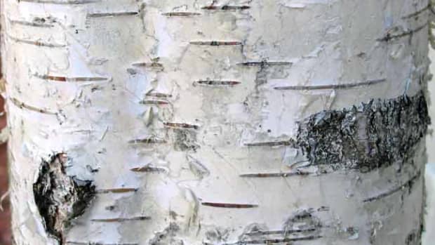 clean-trees-how-to-wash-tree-bark