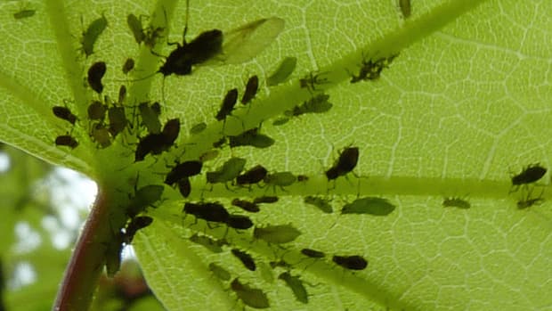 amur-maple-acer-ginnala-facts-uses-pests-and-diseases