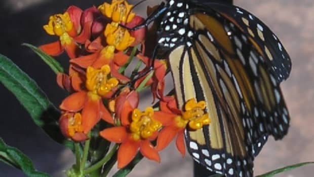butterfly-gardening-the-tenerife-way