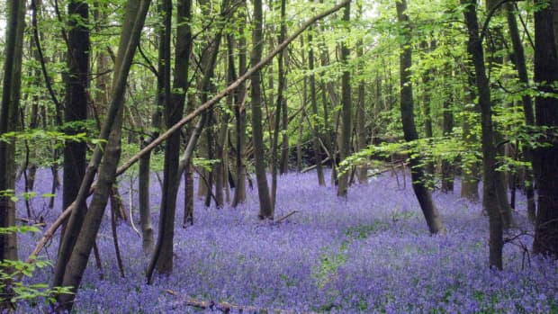 Bluebell Flowers: Beautiful and Whimsical Perennials - Dengarden