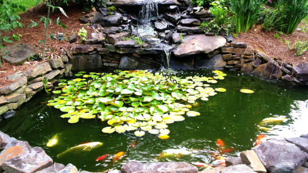 how-to-make-a-gold-fish-pond