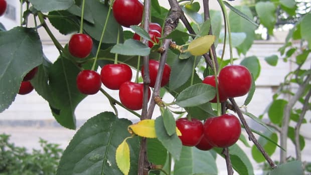 how_to_grow_cherry-trees-in-arizona-picking-a-bing-montgomery-cherry-tree-to-plant-and-nurture-in-arizona