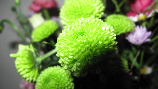 green-flowers-for-gardens-and-flower-arrangements