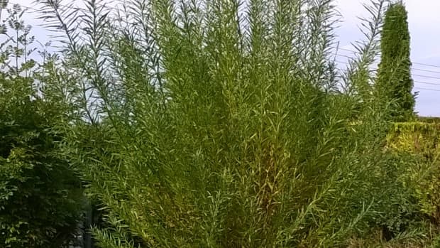growing-willow-from-cuttings