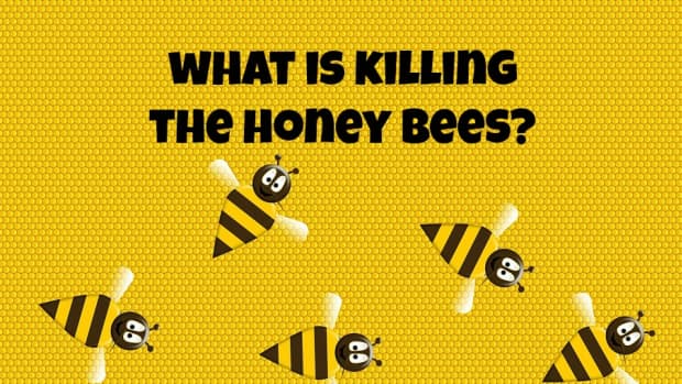 what-is-killing-the-honey-bees-colony-collapse-disorder