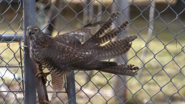 i-locked-a-brown-goshawk-in-with-my-chickens-how-my-poultry-survived-a-night-with-a-hawk